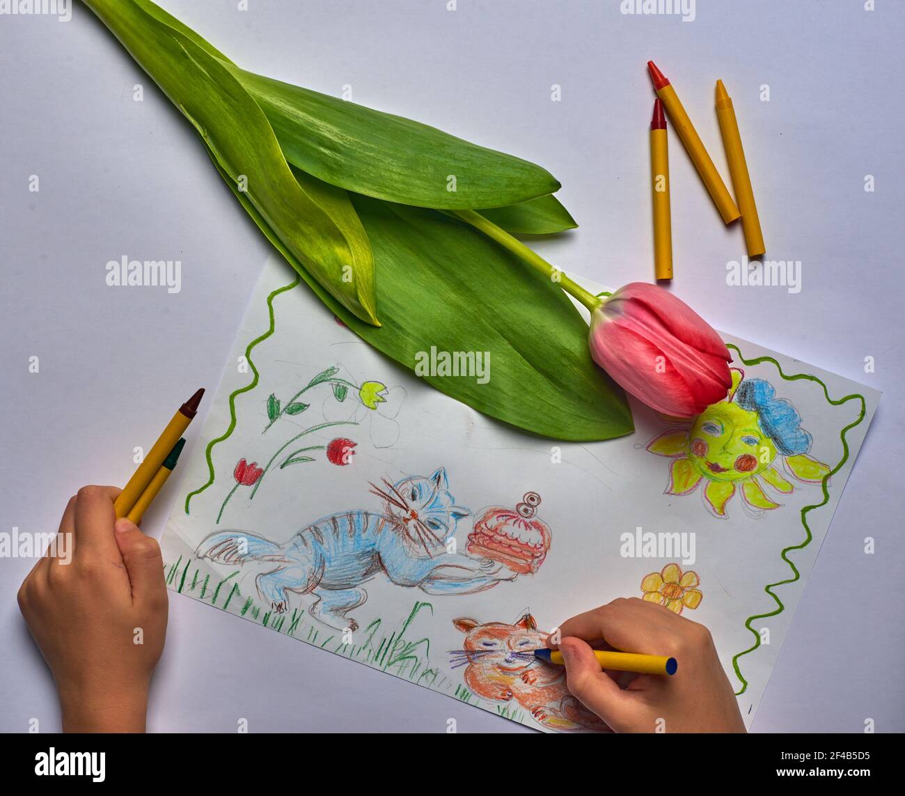 disegno di tulipano e bambino su carta bianca Foto Stock