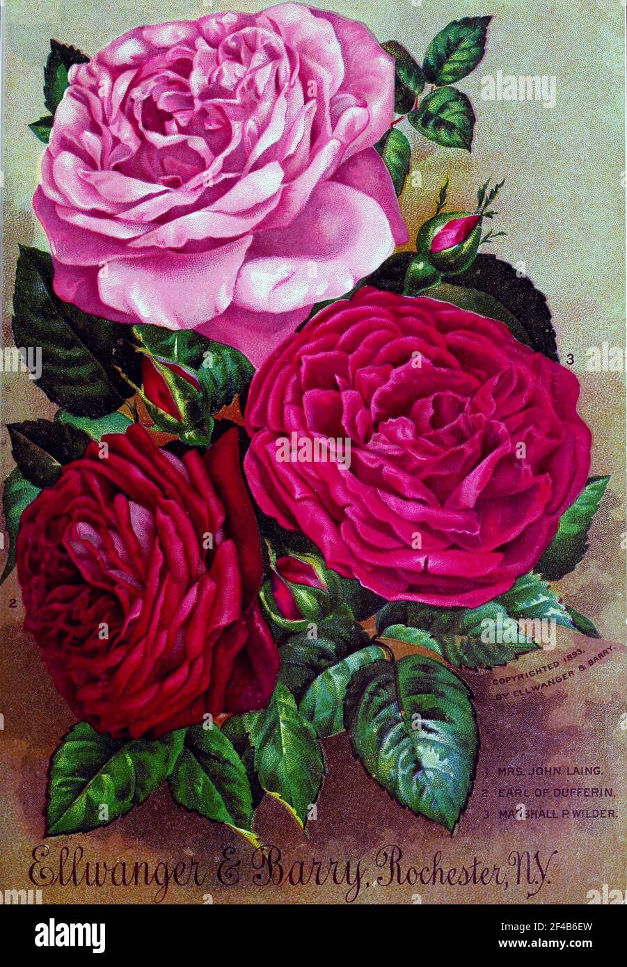 Immagine dalla pagina 20 del 'Catalogo generale di alberi da frutto, rose, ecc. di Ellwanger & Barry' (1894) Foto Stock