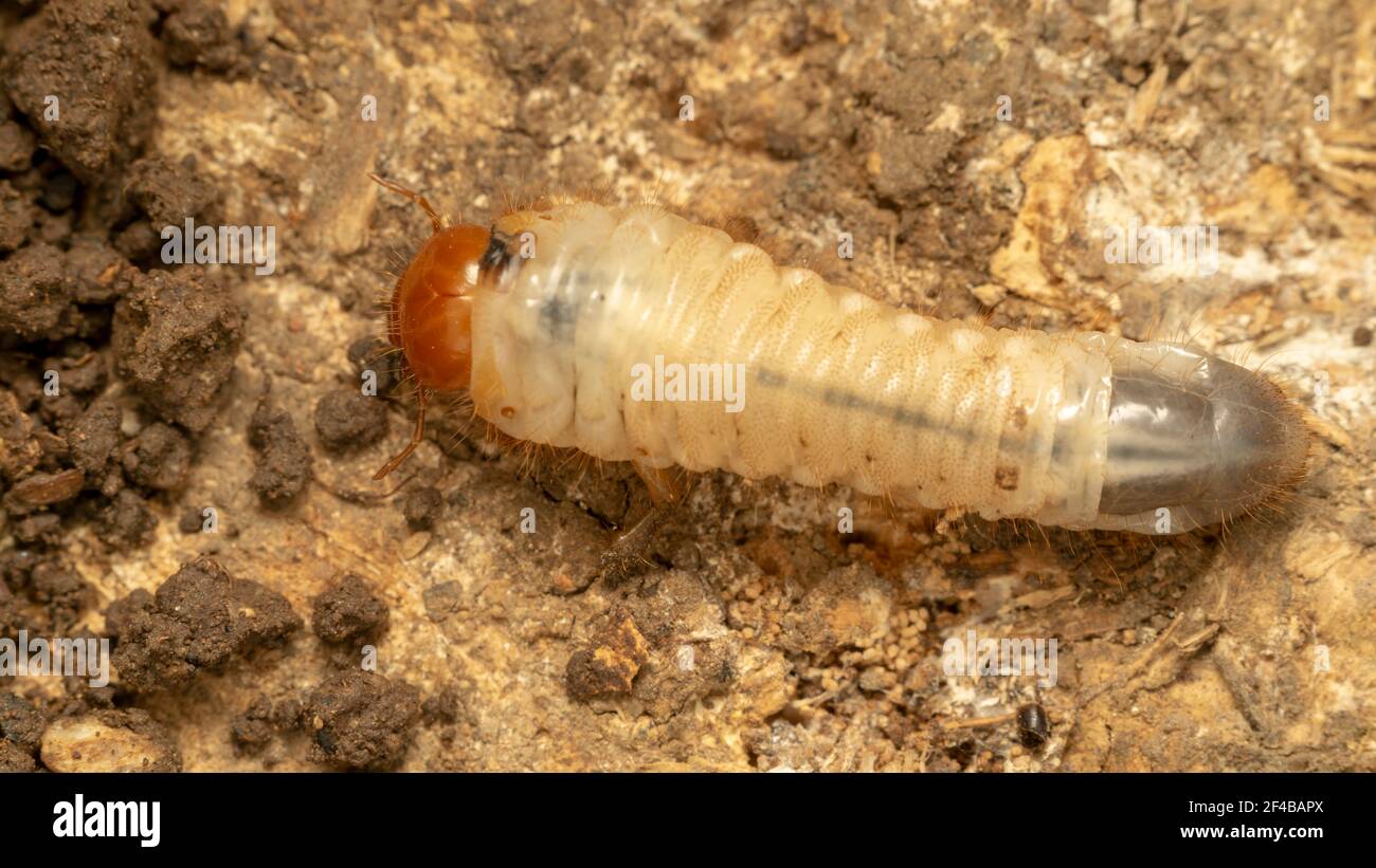 larva del coleottero (lat. Melolontha) Foto Stock