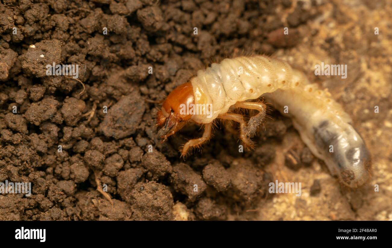 larva del coleottero (lat. Melolontha) Foto Stock
