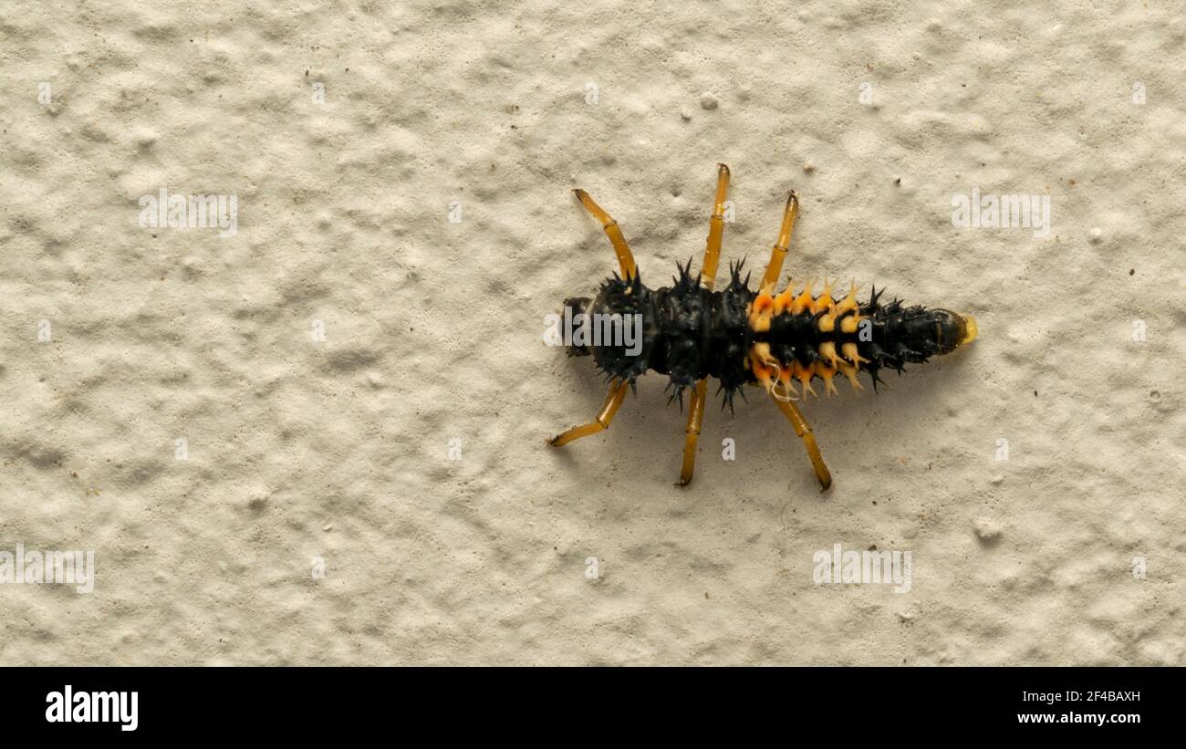 ladybug larva sulla pietra bianca Foto Stock