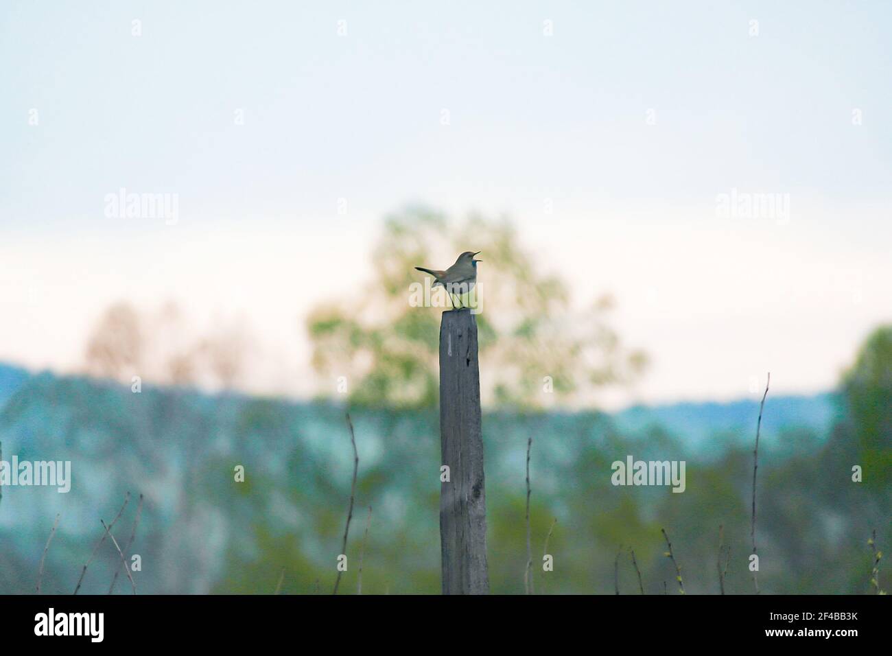 un nightingale si siede su un palo di legno in primavera e canta. Foto Stock