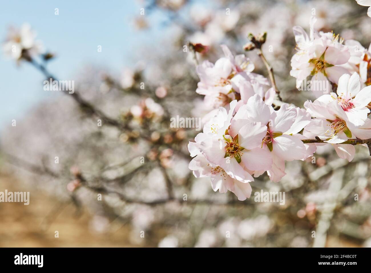 Alberi di mandorle in fiore all'inizio della primavera in Israele. Foto Stock