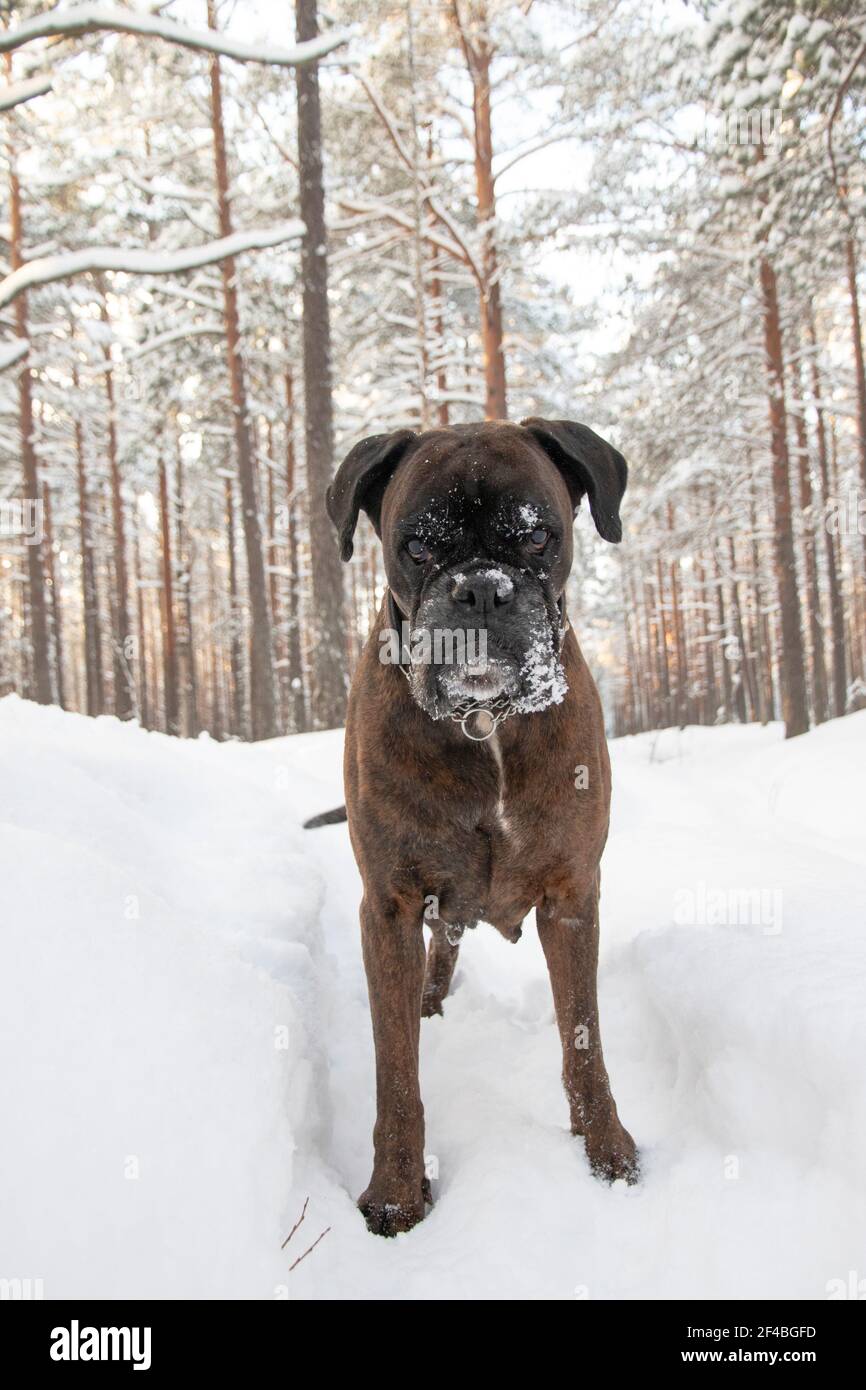 Un cane Boxer che gioca in una foresta innevata Foto Stock
