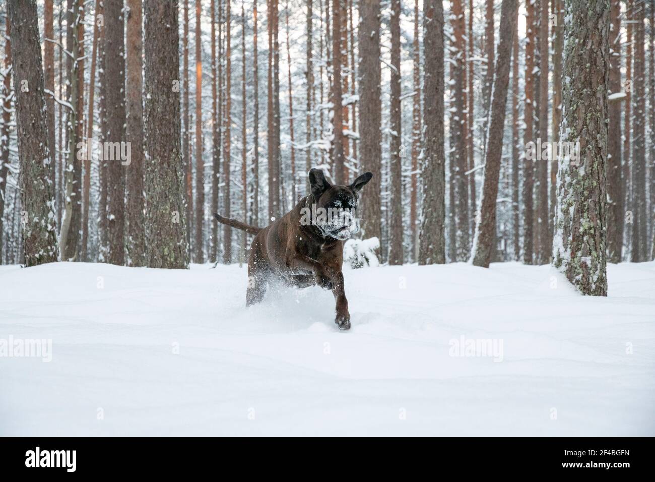 Un cane Boxer che gioca in una foresta innevata Foto Stock