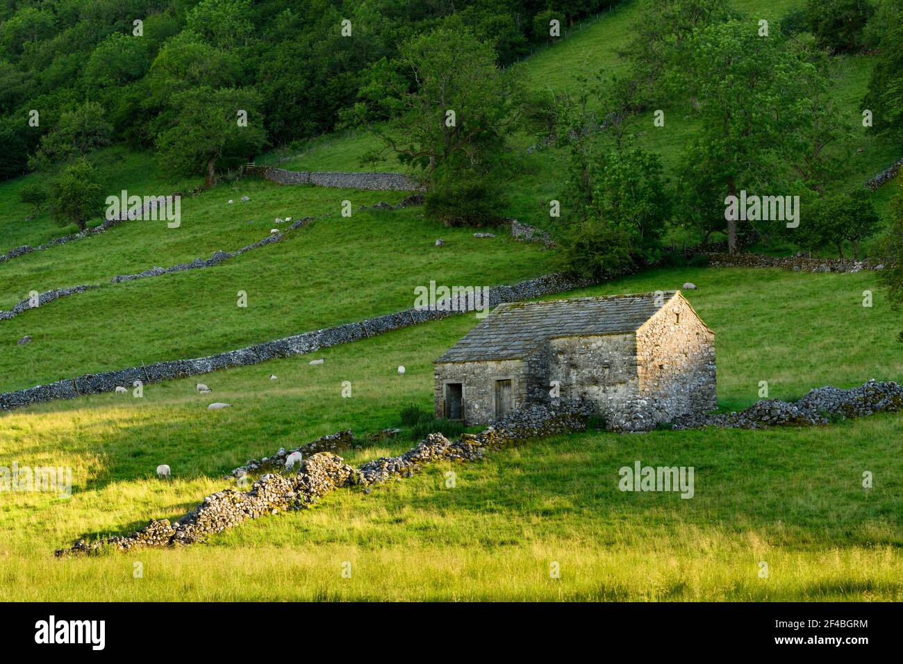 Bella campagna soleggiata Wharfedale (vecchio fienile rustico, ripido pendio collinare, muri a secco, pecore, pascoli agricoli) - Yorkshire Dales, Inghilterra, Regno Unito Foto Stock
