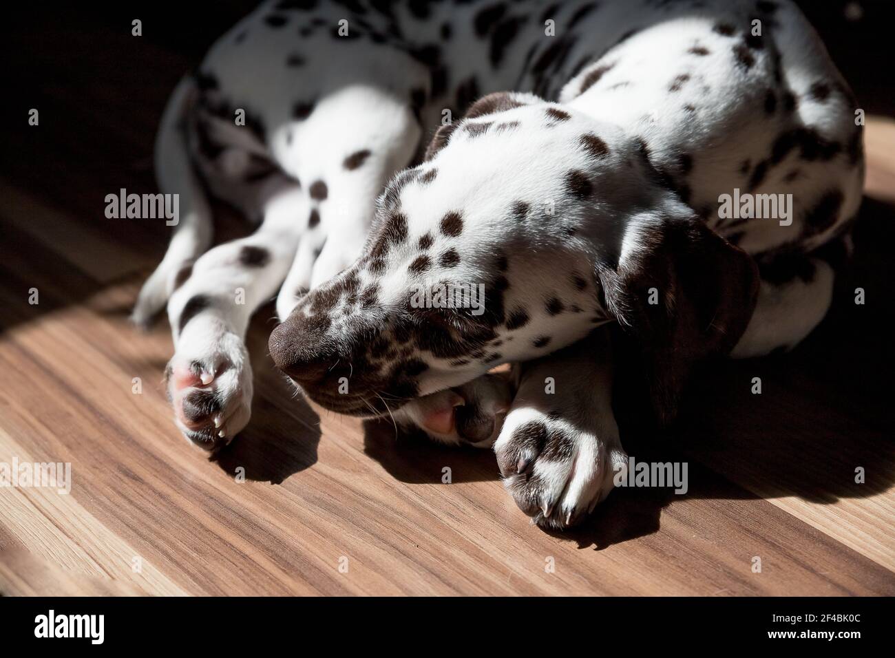 Bel cane piccolo con gli occhi chiusi sta dormendo sul pavimento, Dog.Puppy dalmata cucciolo dorme sul sole. Animali domestici a casa. Foto Stock
