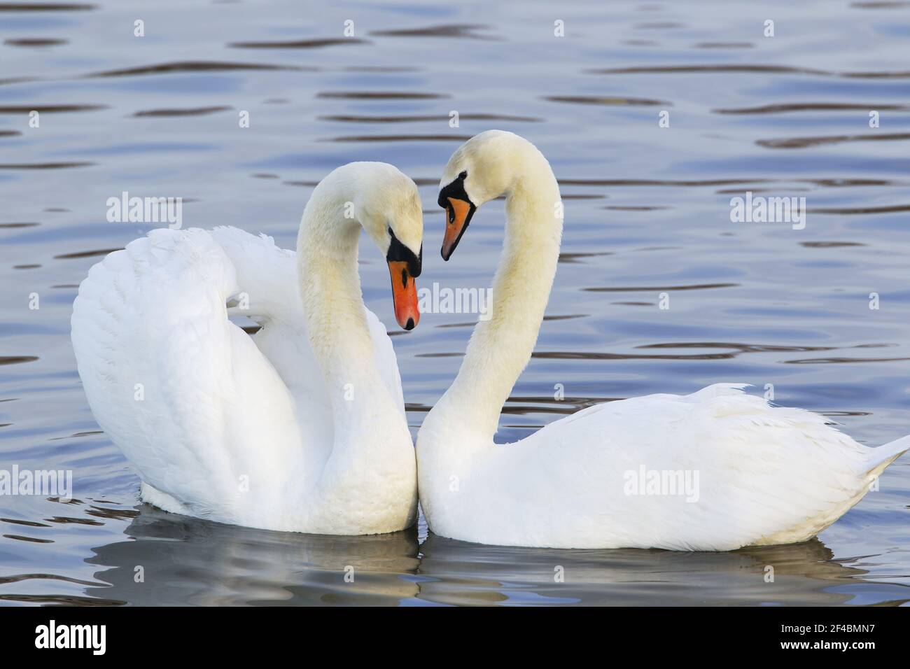 Mute Swan - Courtship displayCygnus olor Caerlaverock WWT BI020628 Foto Stock