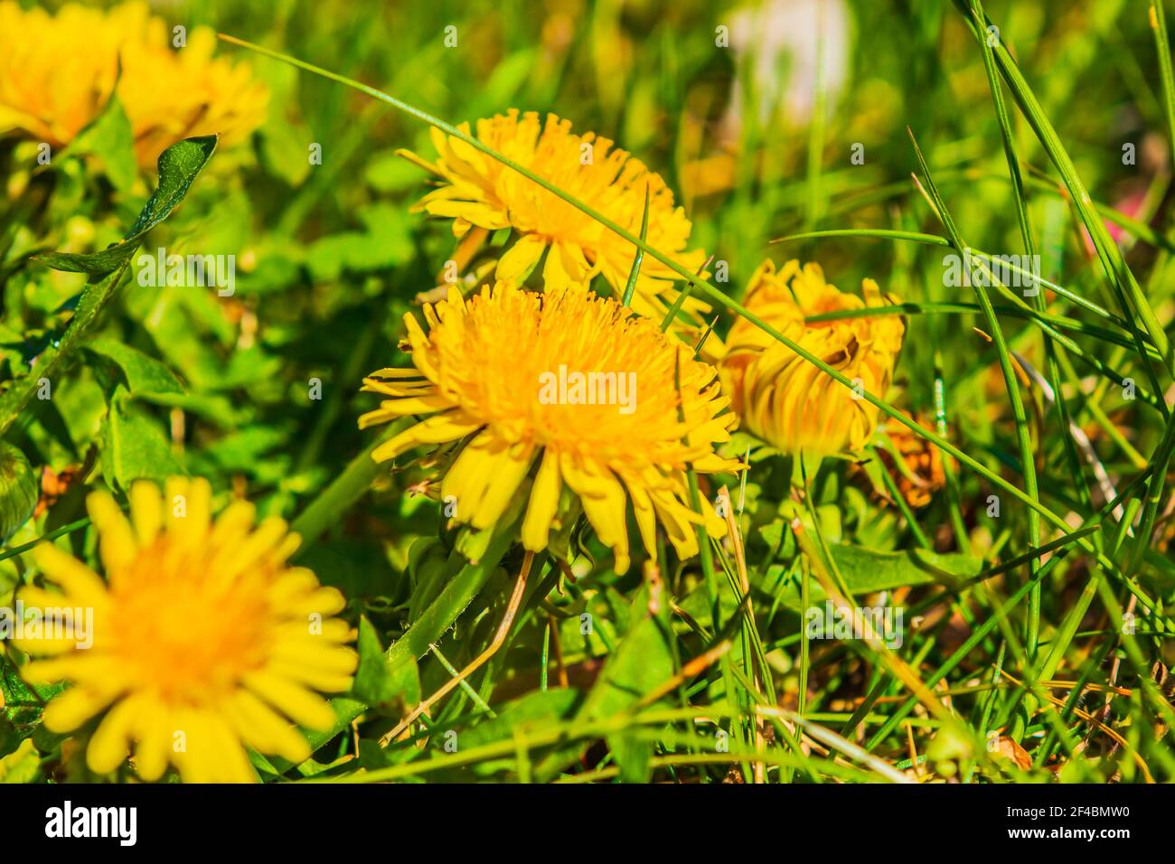 Prato al sole. Fiori gialli del dente di leone comune tra l'erba verde. Petali in dettaglio. Foglie seghettate da Taraxacum sez. Ruderalia Foto Stock