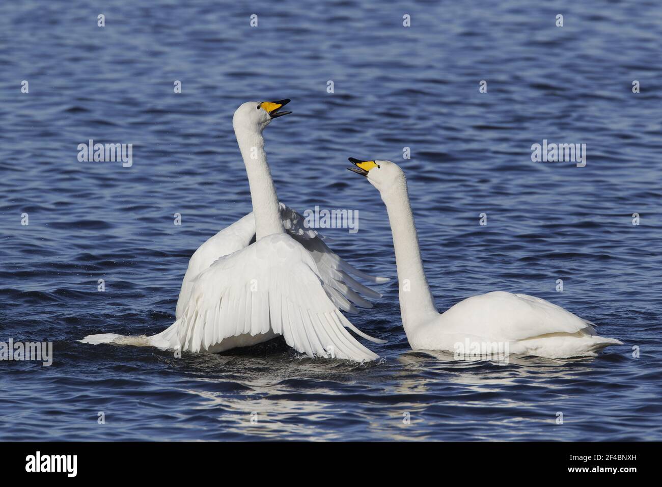 Whooper Swan - Pair displayingOlor cygnus Ouse washes Norfolk, UK BI020785 Foto Stock