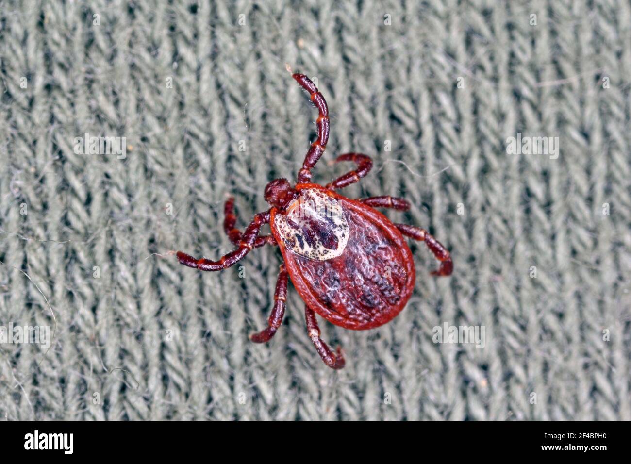 Spunta a camminare sui vestiti. Ingrandimento elevato. Foto Stock