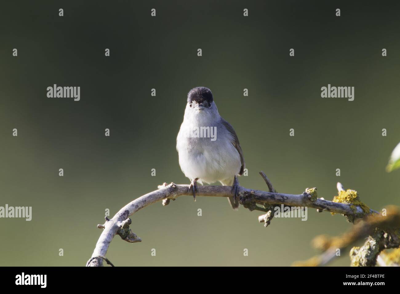 Blackcap WarblerSylvia ricapilla Riserva Naturale dell'Isola dei due alberi Essex, Regno Unito BI020868 Foto Stock