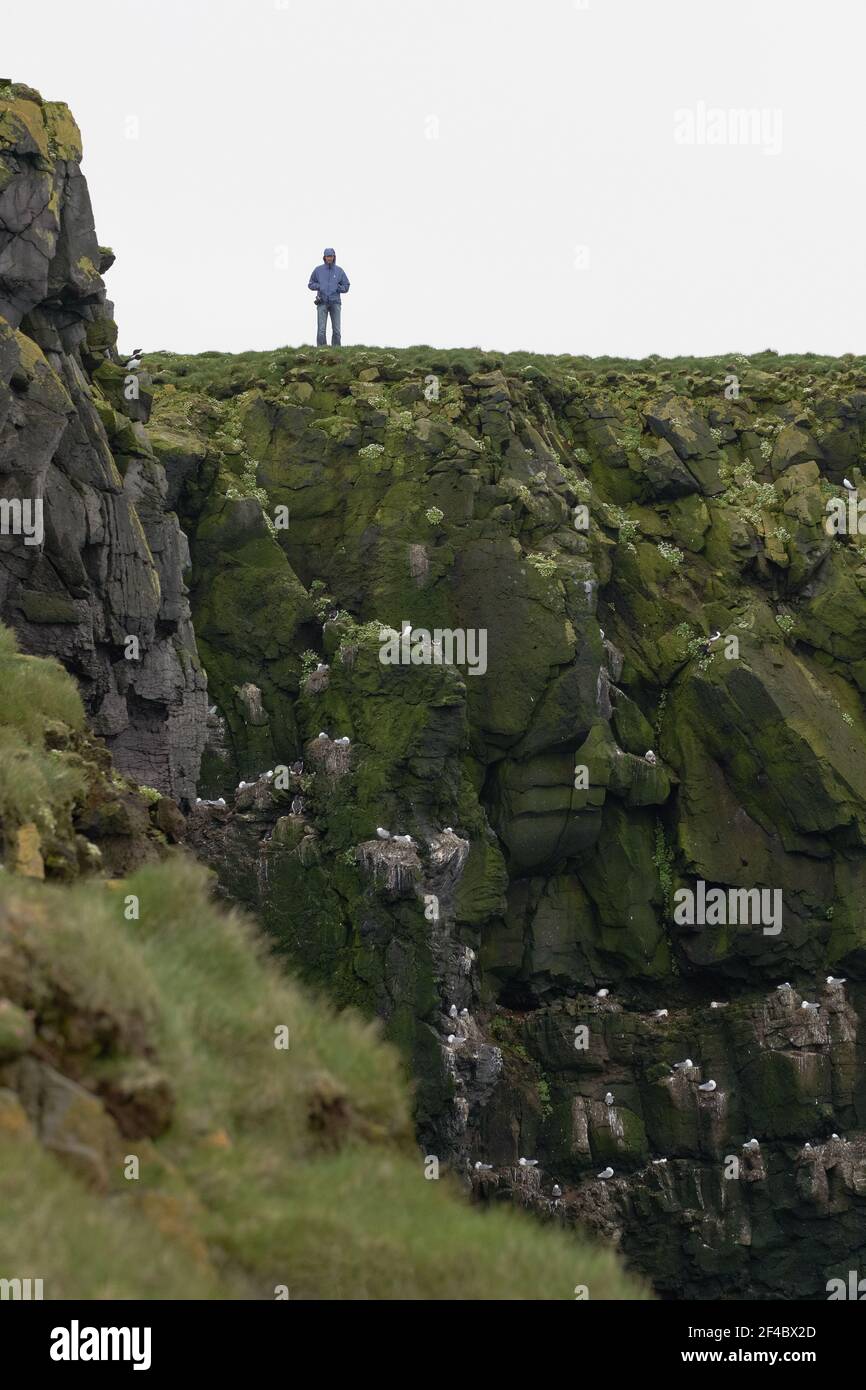 Látrabjarg pinguini scogliera in Westfjords di Islanda - il più grande degli uccelli marini nidificanti cliff in Europa Foto Stock