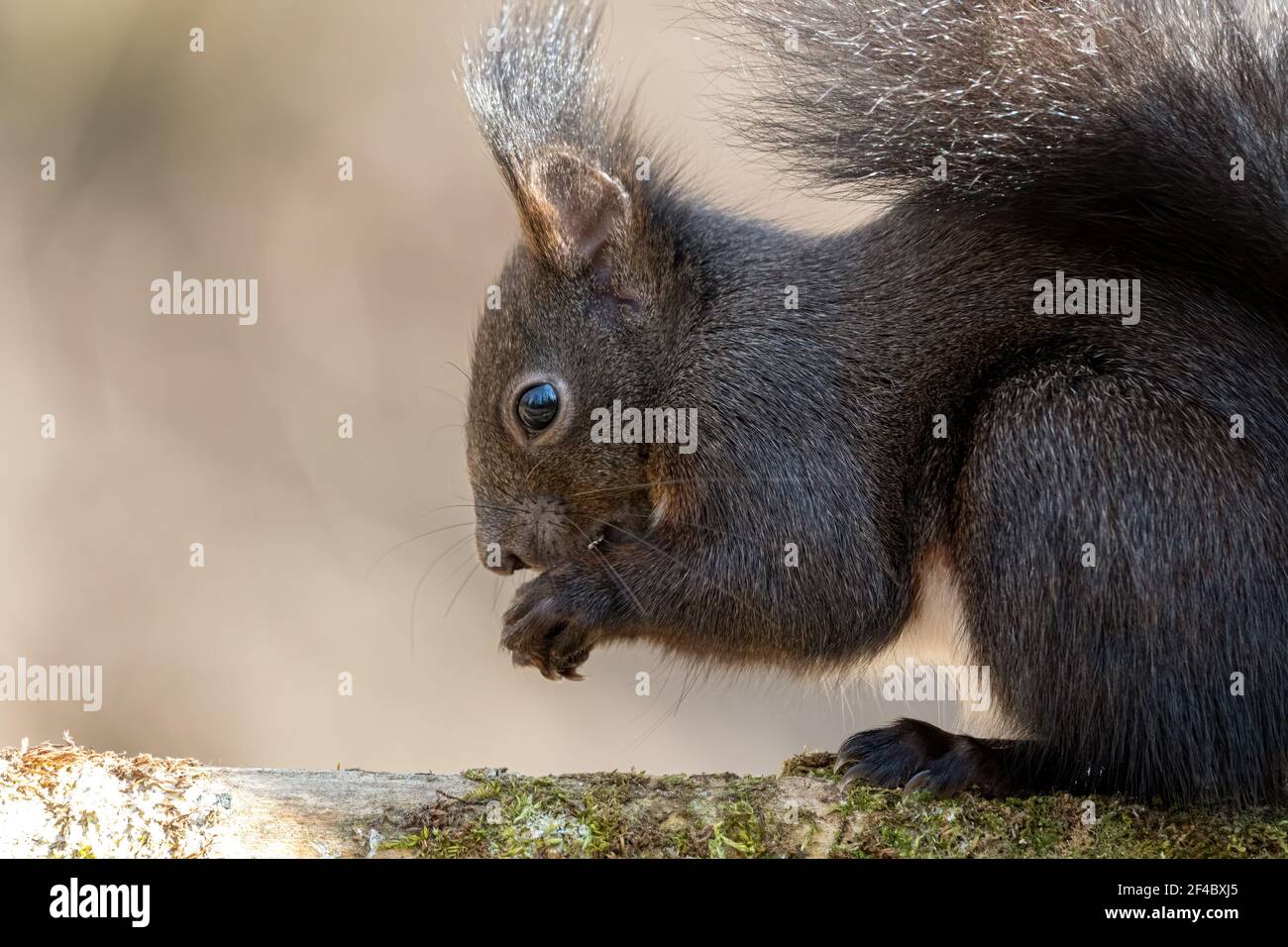 eichhörnchen, tier, europa, italia, liguria, säugetier, frack, selvatico, lebende selvatiche tiere Foto Stock