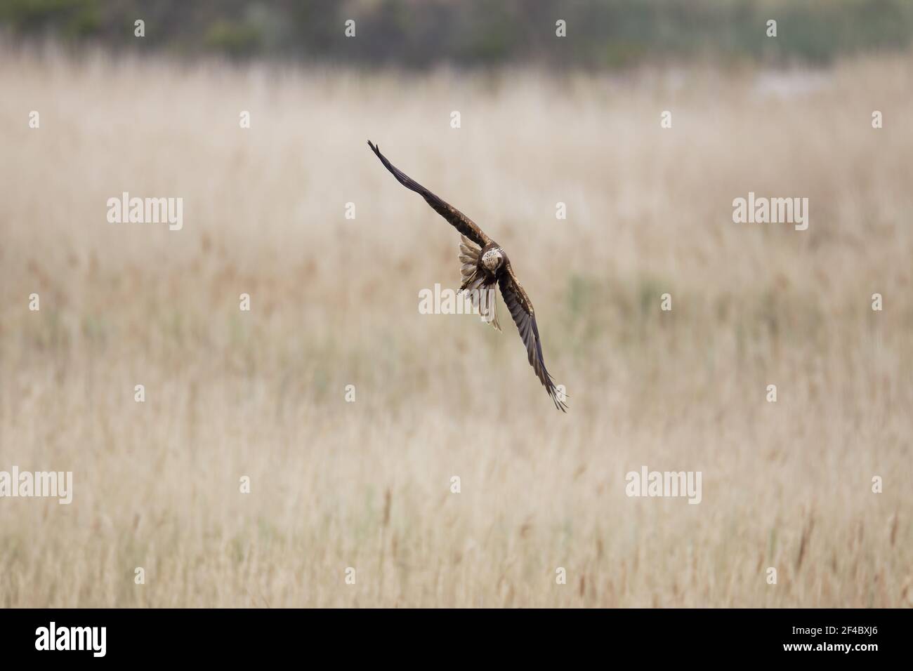 Marsh Harrier - Femminile hunting over marshCircus aeruginosus Minsmere RSPB Reserve Suffolk, UK BI021140 Foto Stock