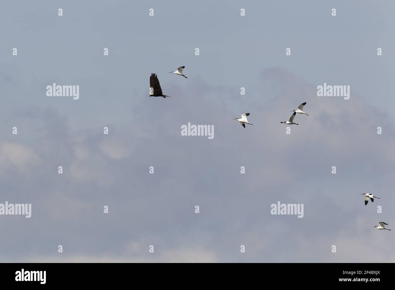 Avocets mobbing Marsh HarrierRecurvirostra avosetta & Circus aeruginosus Minsmere RSPB Reserve Suffolk, UK BI021142 Foto Stock