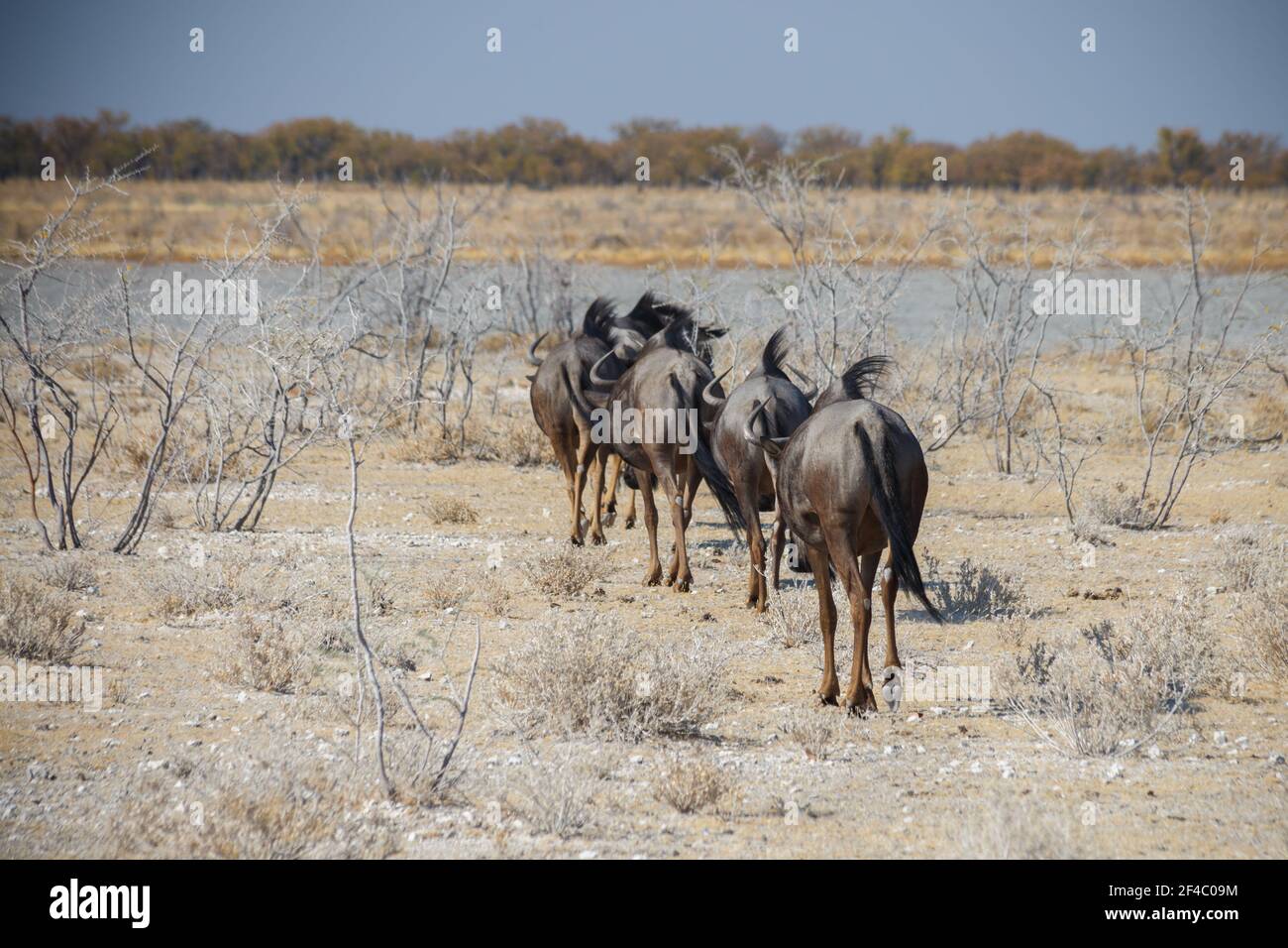 Mandria di Wildebeest o GNU, a piedi nel Parco Nazionale di Etosha, Namibia, Africa Foto Stock