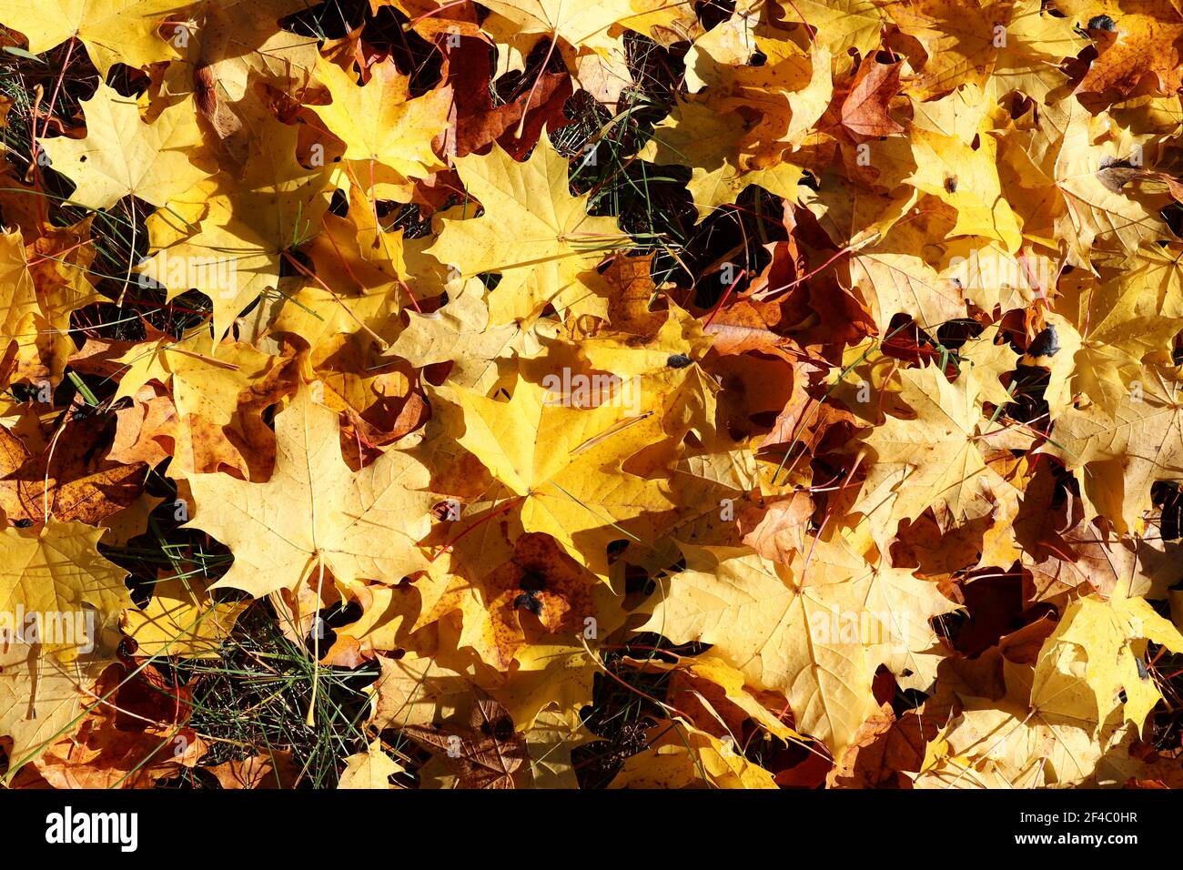 Foglie di acero caduto alla luce del sole d'autunno Foto Stock