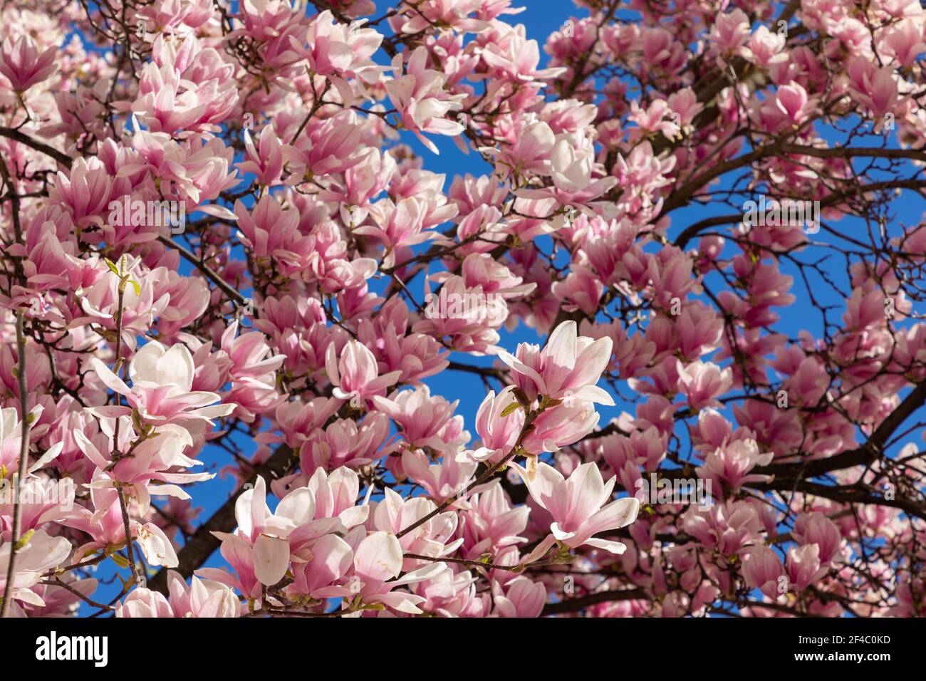 Motivo naturale di fiori di magnolia freschi su sfondo blu cielo Foto Stock