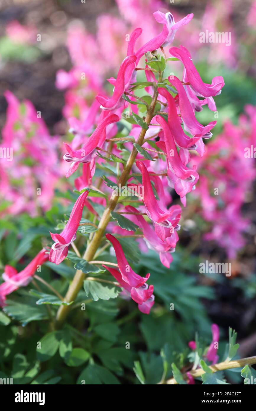 Corydalis solida sub ‘Beth Evans’ fumewart Beth Evans – ricchi fiori tubolari rosa su steli spessi, marzo, Inghilterra, Regno Unito Foto Stock