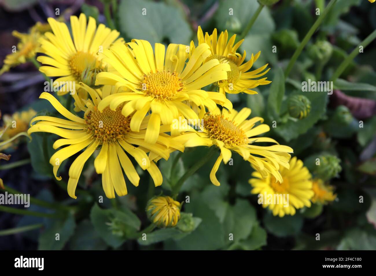 Doronicum orientale ‘Leonardo’ la rovina del leopardo caucasico – fiori gialli a margherita con foglie verde scuro e smerlati, marzo, Inghilterra, Regno Unito Foto Stock