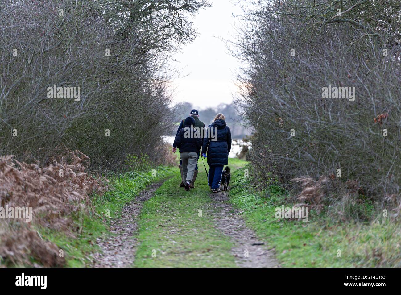 Una famiglia sconosciuta che cammina il loro cane attraverso la bella Suffolk campagna in un freddo inverno giorno Foto Stock