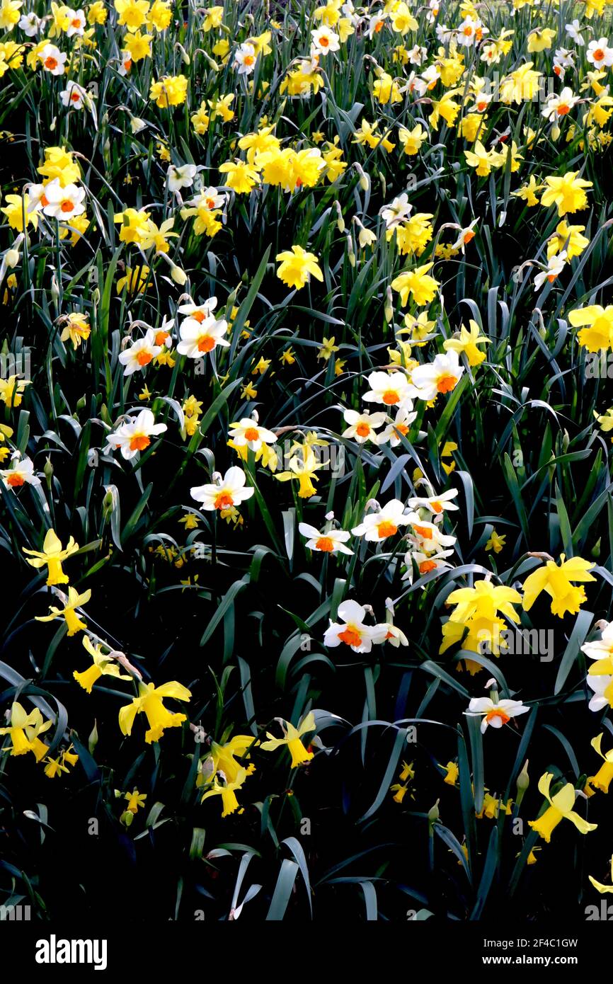 Narcissus / Daffodil ‘Barrett Browning’ Narcissus / Daffodil ‘Dutch Master’ marzo, Inghilterra, Regno Unito Foto Stock