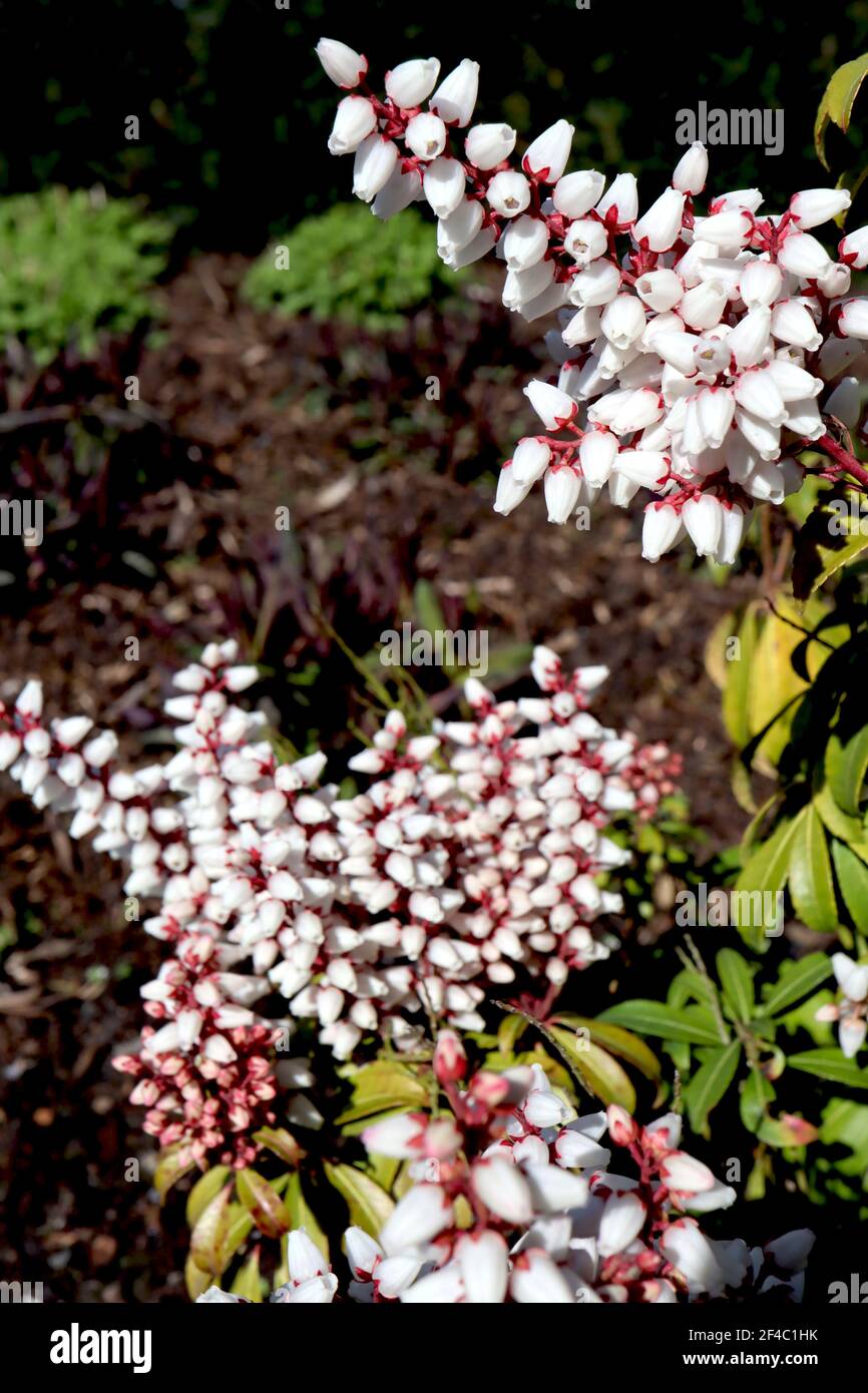 Pieris japonica ‘Bonfire’ Japanese Andromeda Bonfire – fiori bianchi a forma di urna con tepali rossi e foglie verdi, marzo, Inghilterra, Regno Unito Foto Stock