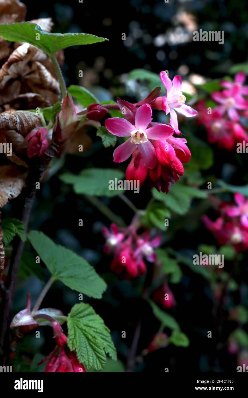 Ribes sangineum flowering curry Pulborough Scarlet – racemi di fiori rosa e foglie verdi di palmate, marzo, Inghilterra, Regno Unito Foto Stock