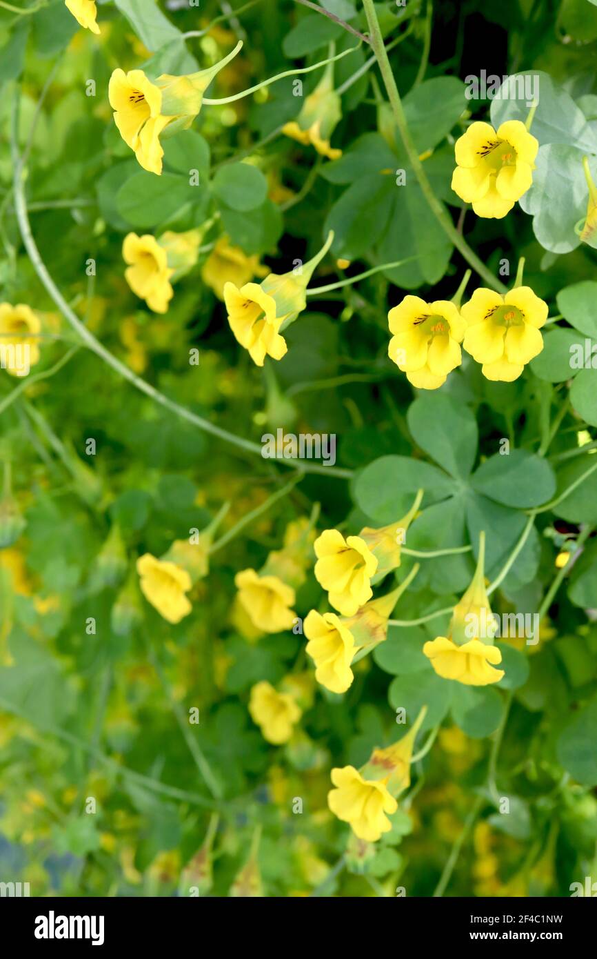 Tropaeolum brachyceras giallo nasturzio cileno – massa di fiori gialli a forma di imbuto, marzo, Inghilterra, Regno Unito Foto Stock