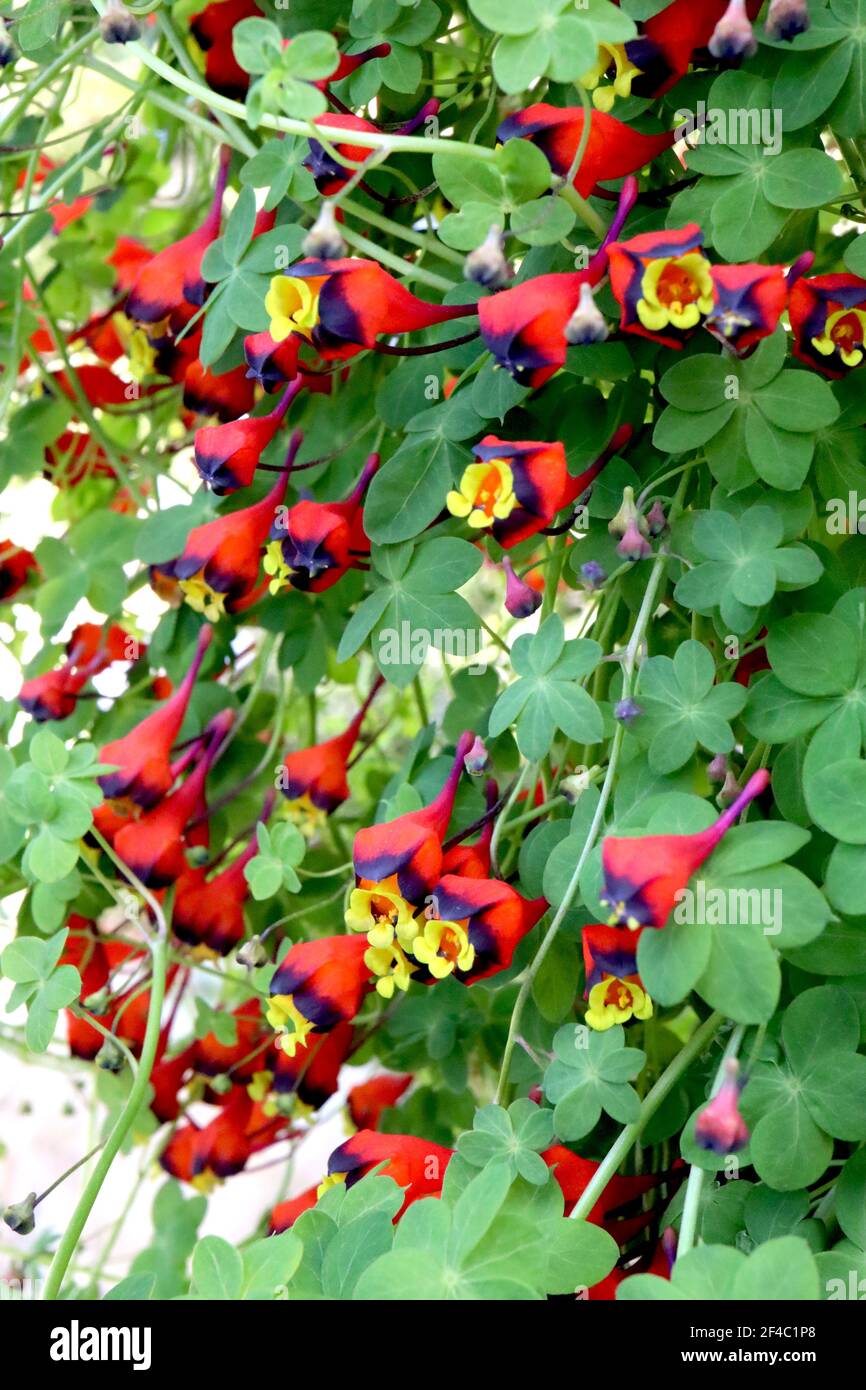 Tropaeolum tricolore nasturzio cileno – massa di piccoli fiori gialli a forma di imbuto con scarlatto e seppie nere, marzo, Inghilterra, Regno Unito Foto Stock