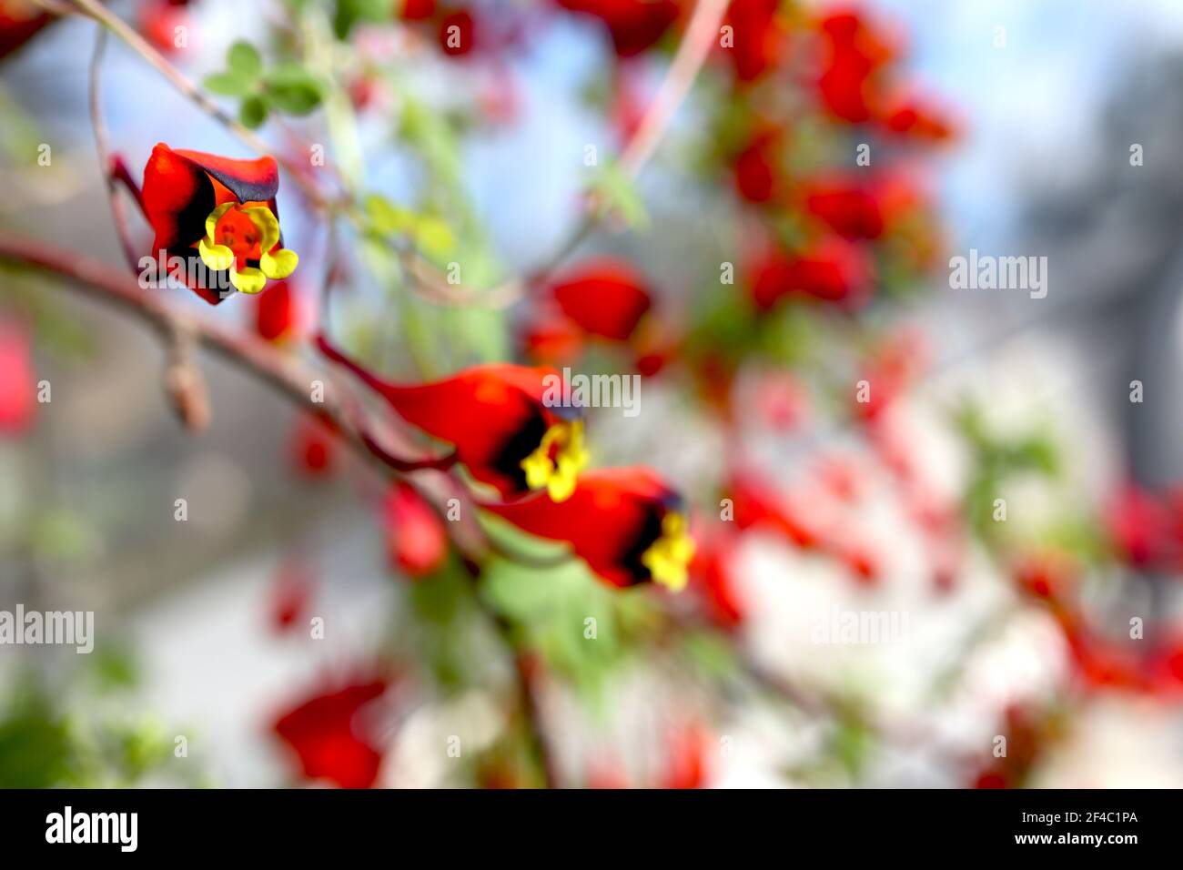 Tropaeolum tricolore nasturzio cileno – massa di piccoli fiori gialli a forma di imbuto con scarlatto e seppie nere, marzo, Inghilterra, Regno Unito Foto Stock