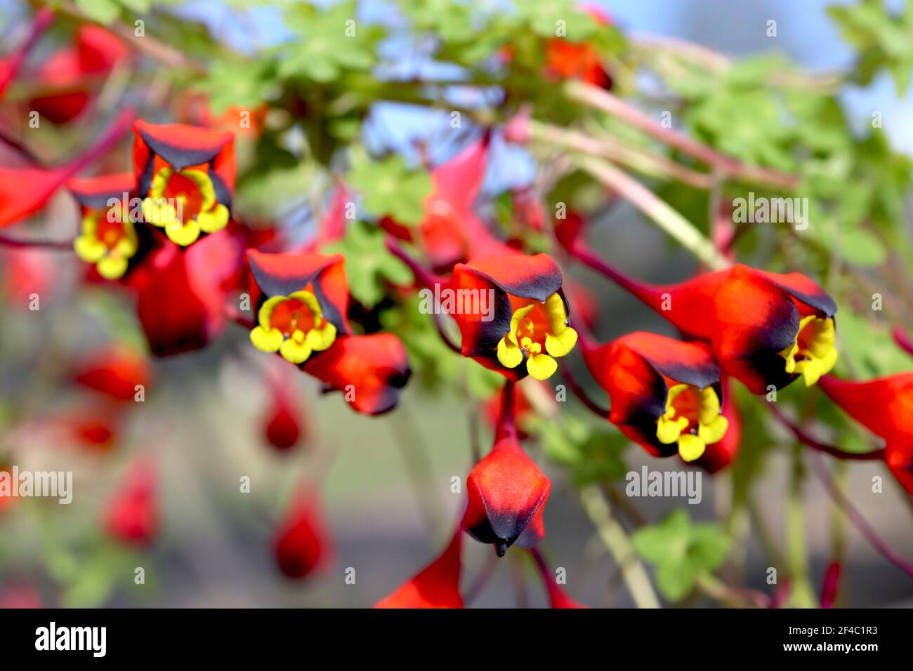 Tropaeolum tricolore nasturzio cileno – massa di piccoli fiori gialli a forma di imbuto con scarlatto e seppie nere, marzo, Inghilterra, Regno Unito Foto Stock