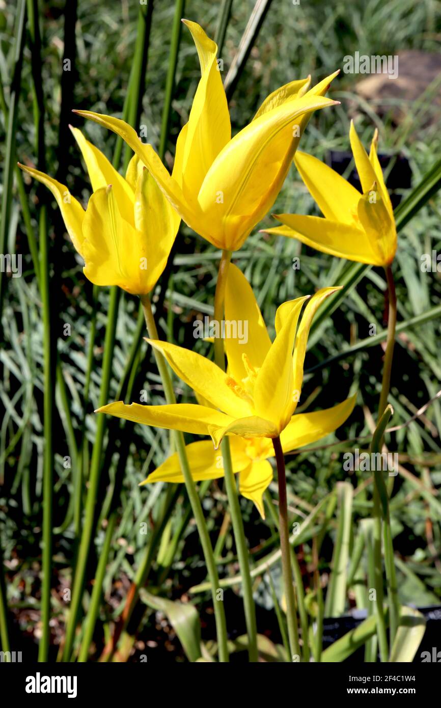Tulipa sylvestris subsp sylvestris ‘M"mount Zaghouan" specie tulipano 15 sylvestris tulipano – tulipani gialli con striscia verde, marzo, Inghilterra, Regno Unito Foto Stock