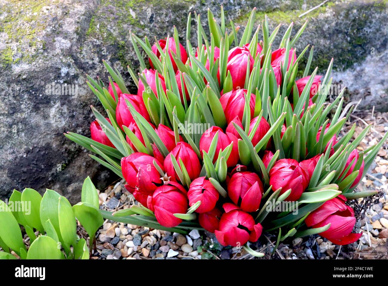 Tulipa humilis ‘Lilliput’ specie tulipano 15 Liliput nano tulipano – tulipani rossi in miniatura, marzo, Inghilterra, Regno Unito Foto Stock