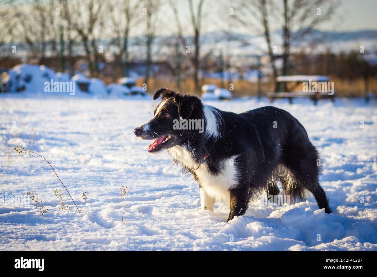 Border Collie nella neve. Carino cane a neve inverno natura. Foto Stock