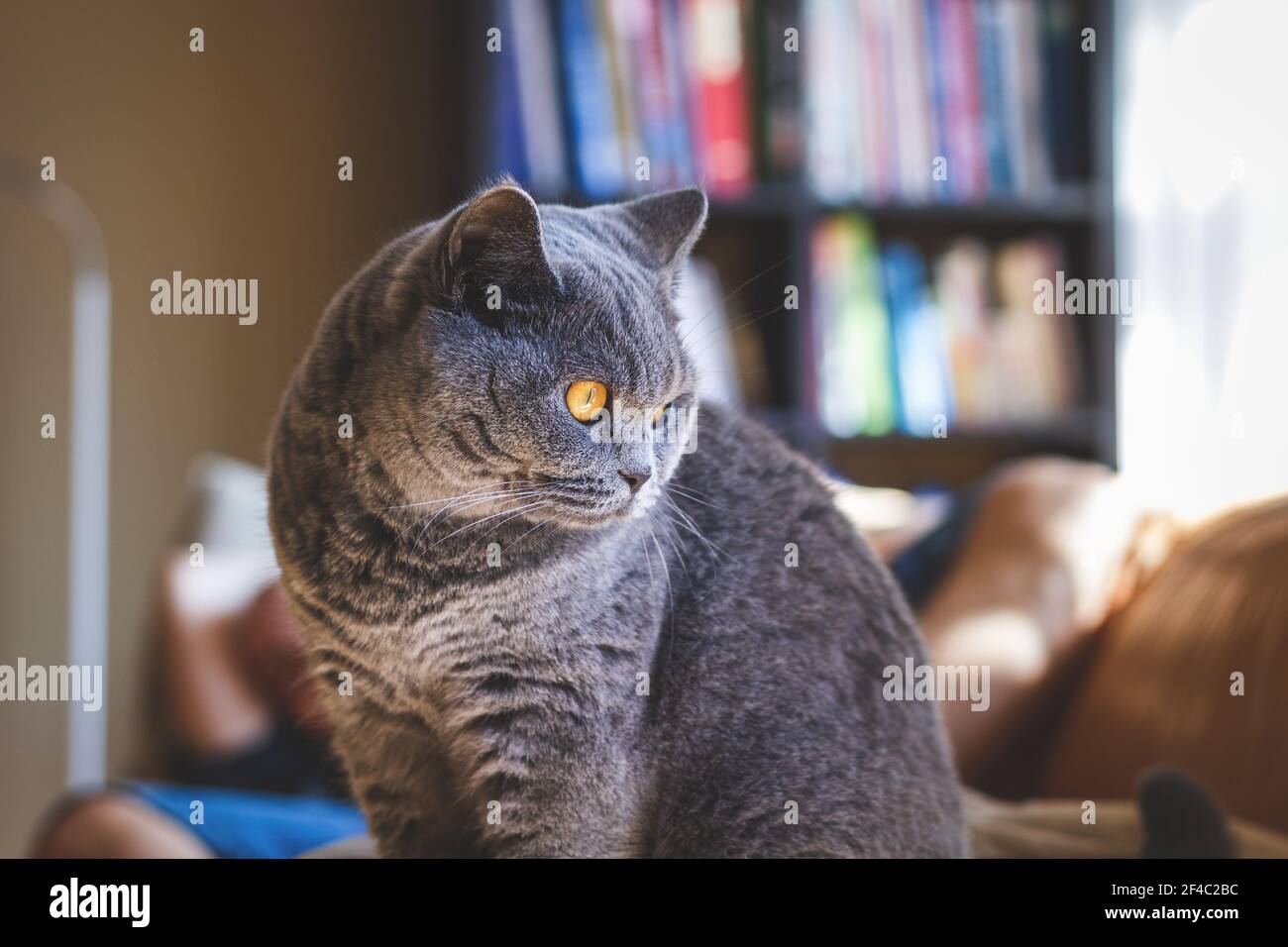 Carino gatto britannico shorthair grigio è seduto in soggiorno. Gatto domestico in interno domestico. Foto Stock