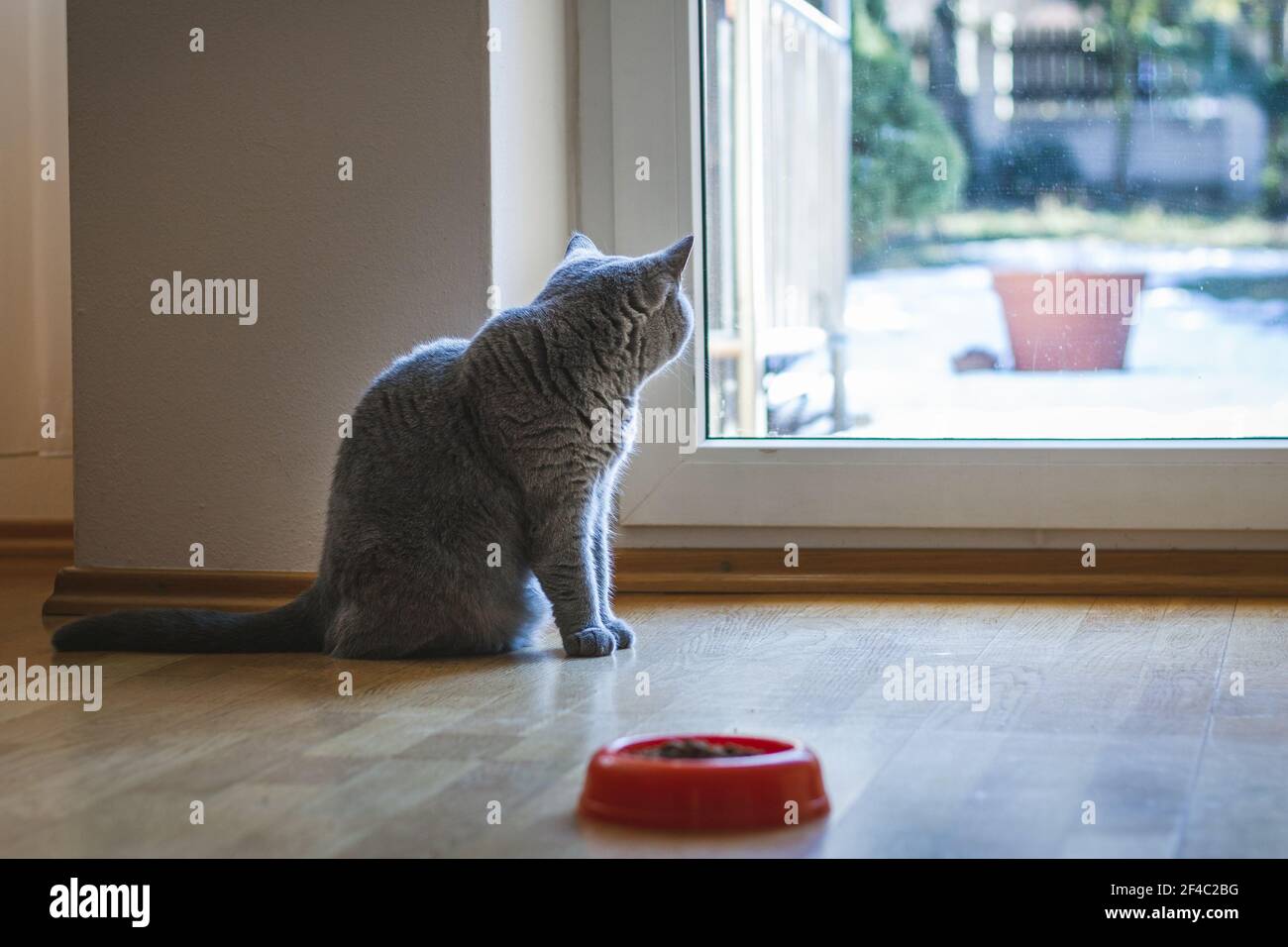 Carino gatto britannico shorthair grigio sta guardando attraverso la finestra. Gatto domestico in interno domestico. Foto Stock