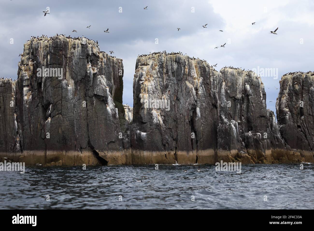 Farne Islands scogliere, vista da una barca, Northumberland, Inghilterra Foto Stock