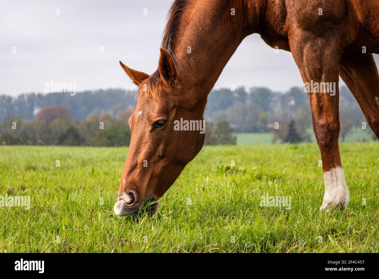 Cavallo purosangue è pascolo erba su pascolo. Testa di cavallo da vicino. Foto Stock