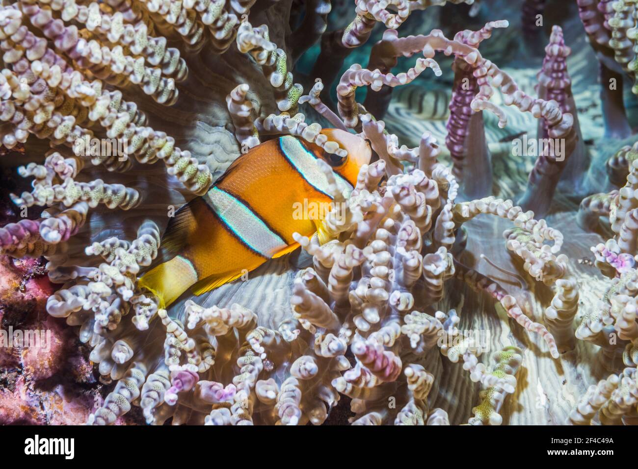 Anemonefish di Clark [Amphiprion clarkii]. Tulamben, Bali, Indonesia. Foto Stock