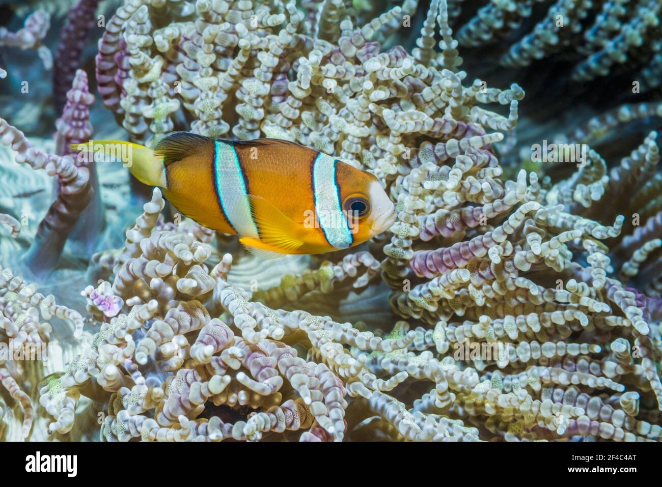 Anemonefish di Clark [Amphiprion clarkii]. Tulamben, Bali, Indonesia. Foto Stock