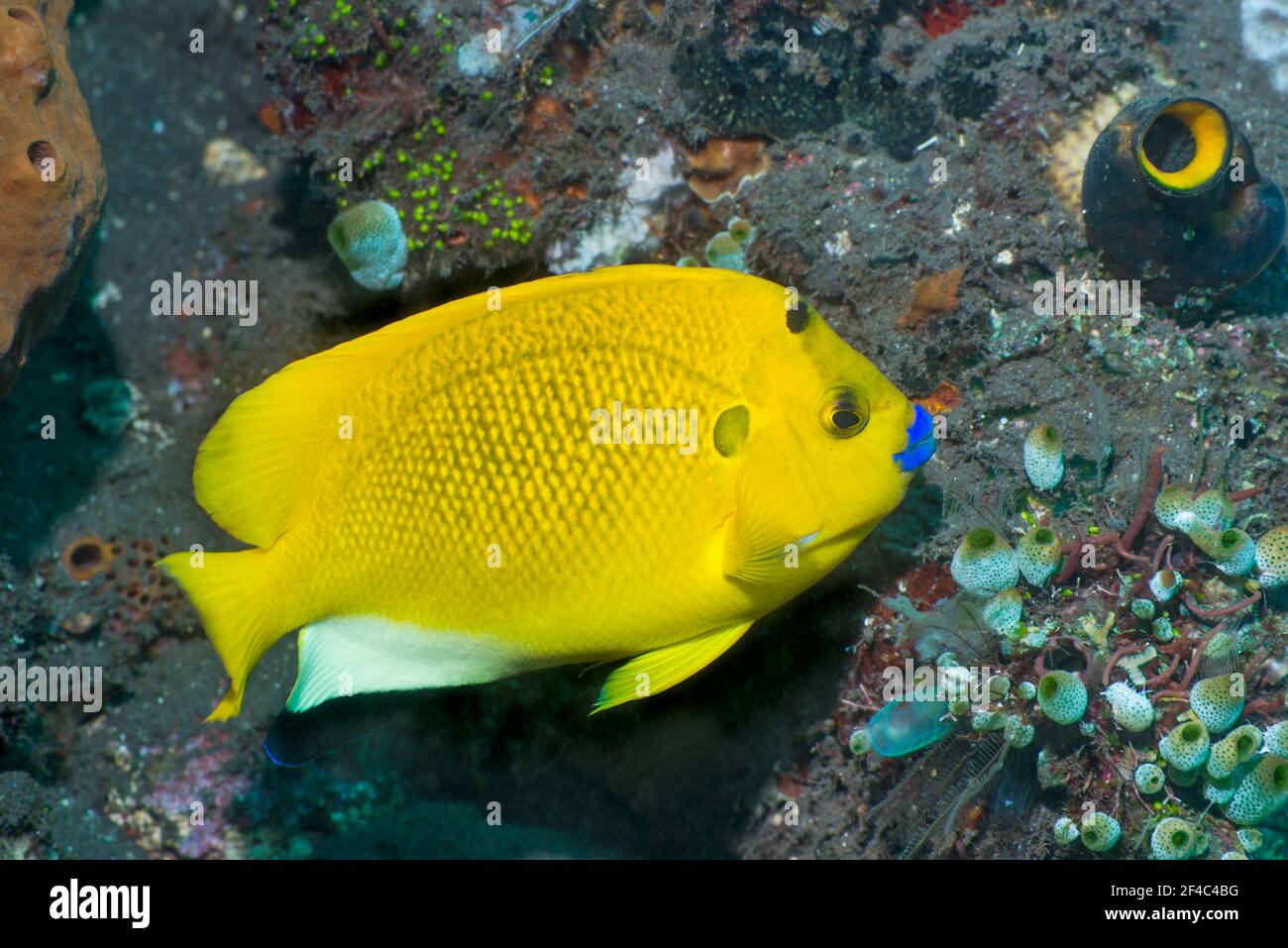 Pesce angelo a tre punti [Apolemichthys trimaculatus]. Tulamben, Bali, Indonesia. Foto Stock