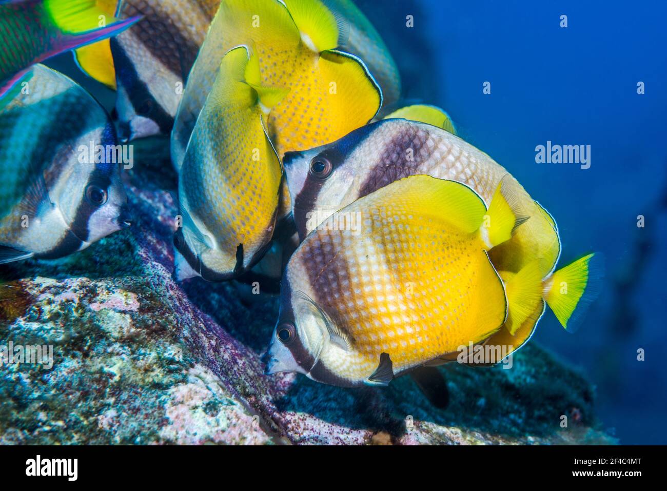 Il pesce farfalla di Klein [Chaetodon kleinii] che si nuocia di uova importanti del Sergente. Bali, Indonesia. Foto Stock