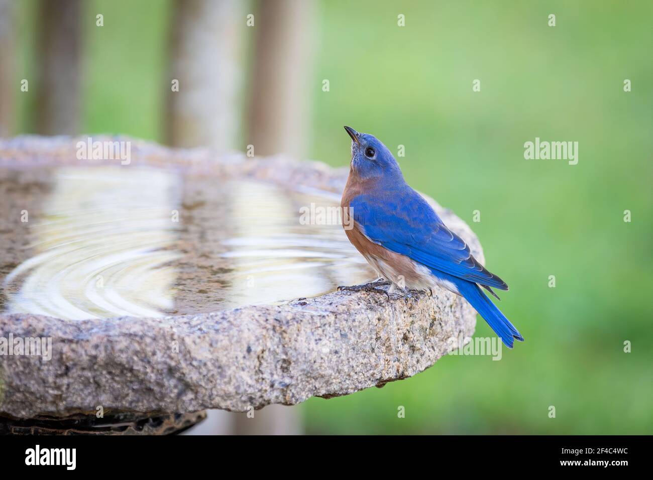 Maschio orientale bluebird arroccato a birdbath e acqua potabile. Foto Stock