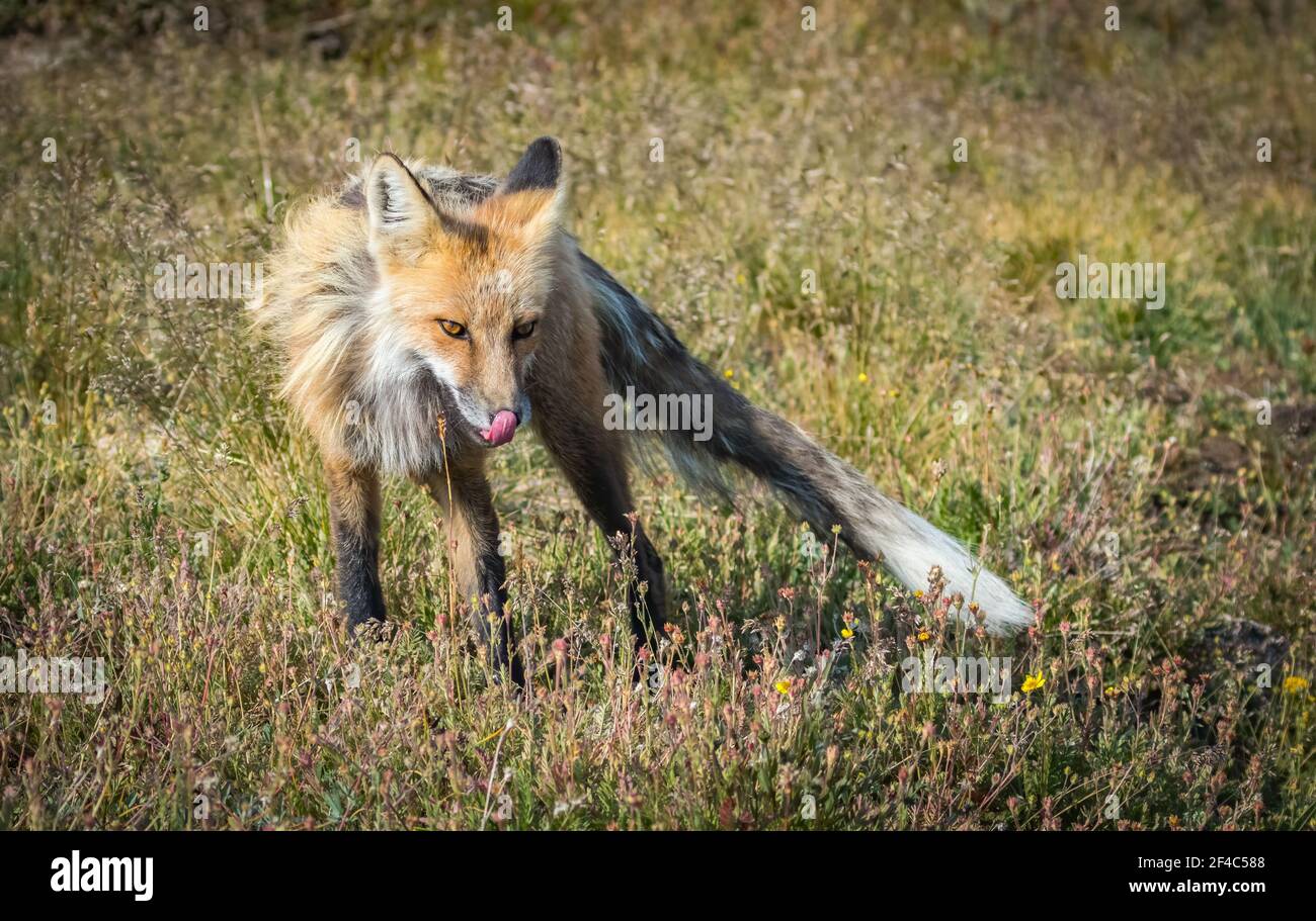 Red Fox (sottospecie Rocky Mountain Fox, V.V. macroura) vicino alla Beartooth Highway in Montana Foto Stock