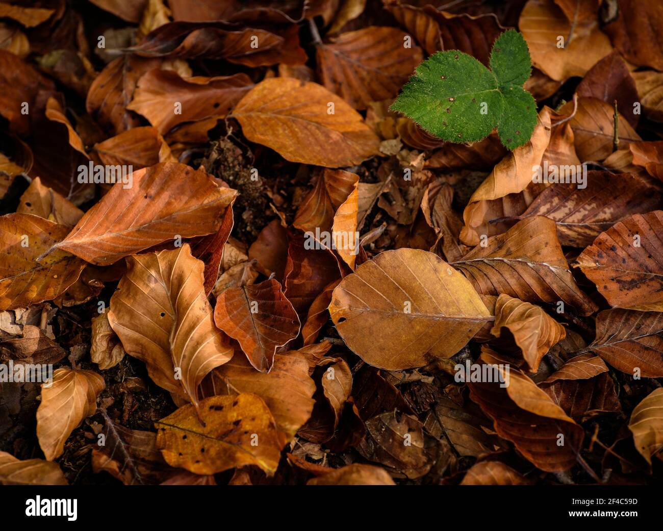 Dettaglio di alcune foglie caduti in autunno a Santa Fe de Montseny (provincia di Barcellona, Catalogna, Spagna) ESP: Detalle de unas hojas caídas en otoño Foto Stock