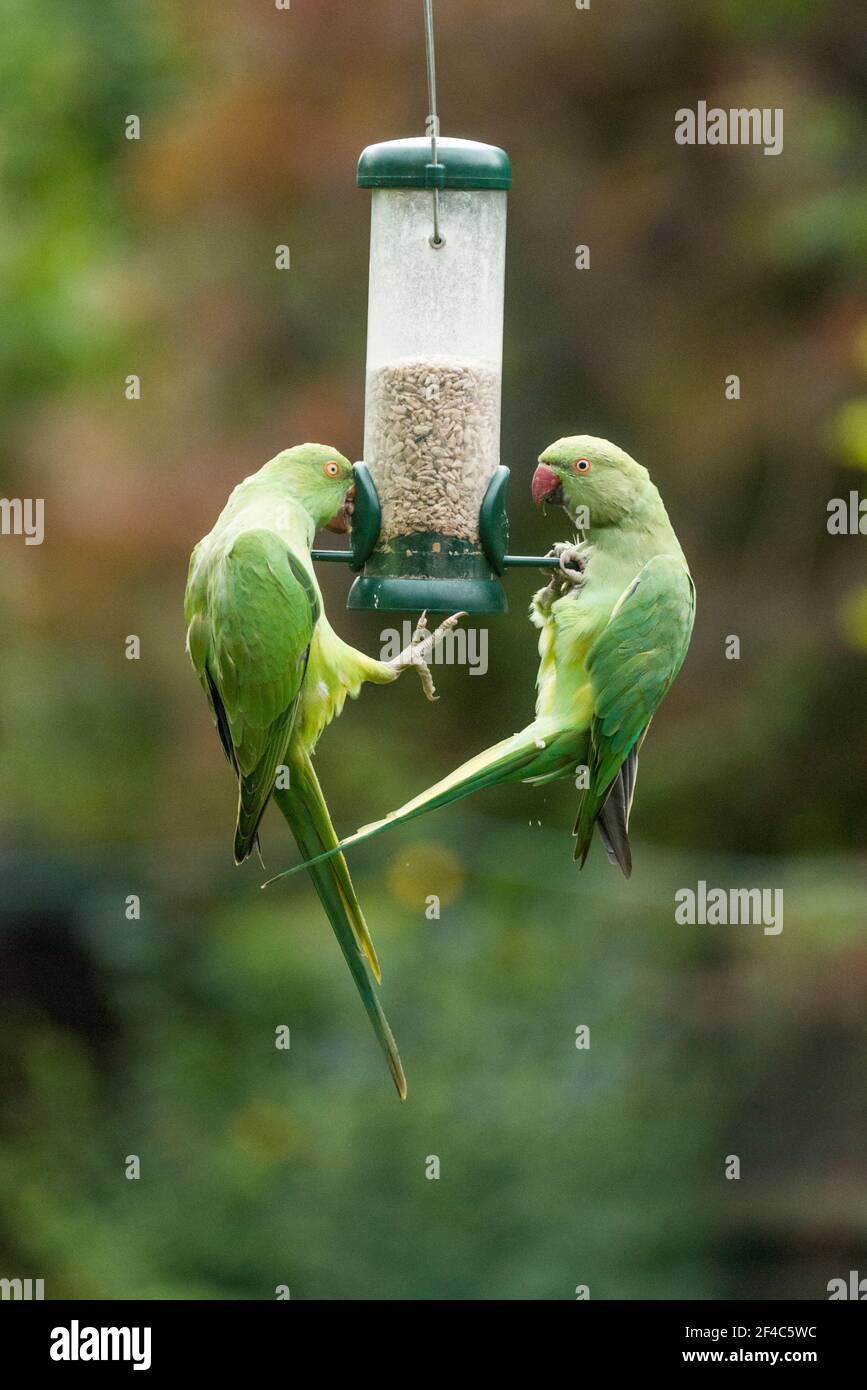 Rose-inanellato o anello a collo di cocorite [Psittacula krameri] su bird feeder. Londra, Regno Unito. Foto Stock