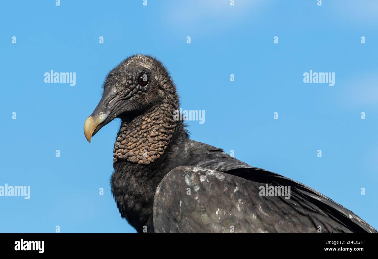 Ritratto di un avvoltoio nero Foto Stock