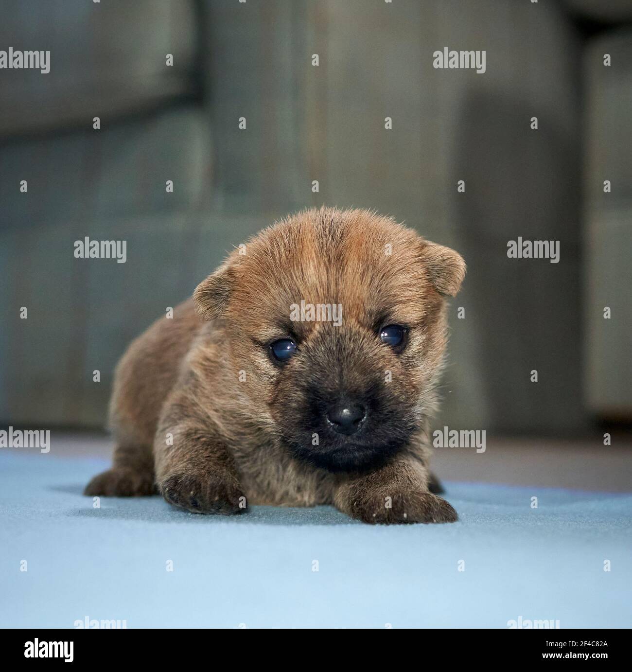 Carino singolo cucciolo Cairn Terrier (14 giorni) sdraiato sul pavimento del soggiorno di famiglia. Foto Stock